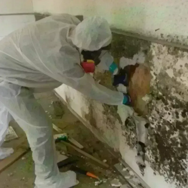 Mold Remediation and Removal in Manawa, WI